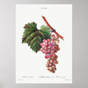 Antike botanische Illustration Poster