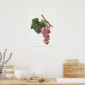 Antike botanische Illustration Poster (Küche)
