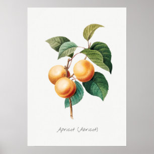 Antike botanische Illustration Poster