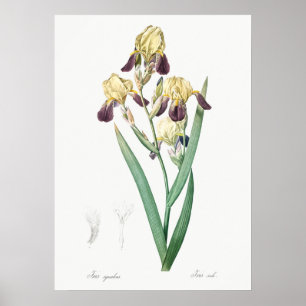 Antike botanische Illustration Poster