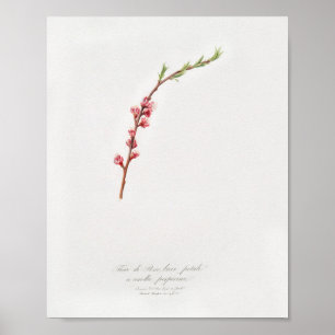 Antike botanische Illustration Poster