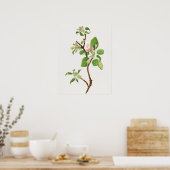 Antike botanische Illustration Poster (Küche)