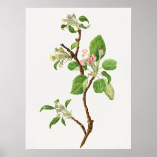 Antike botanische Illustration Poster