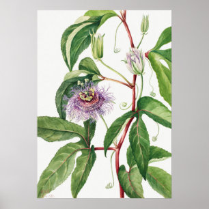 Antike botanische Illustration Poster