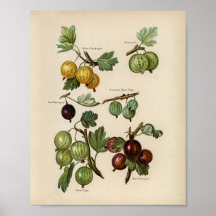 Antike botanische Illustration Poster
