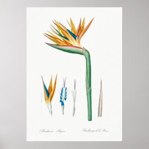 Antike botanische Illustration Poster
