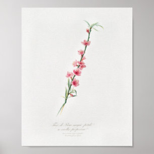 Antike botanische Illustration Poster