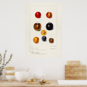 Antike botanische Illustration Poster (Küche)