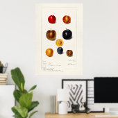 Antike botanische Illustration Poster (Heimbüro)
