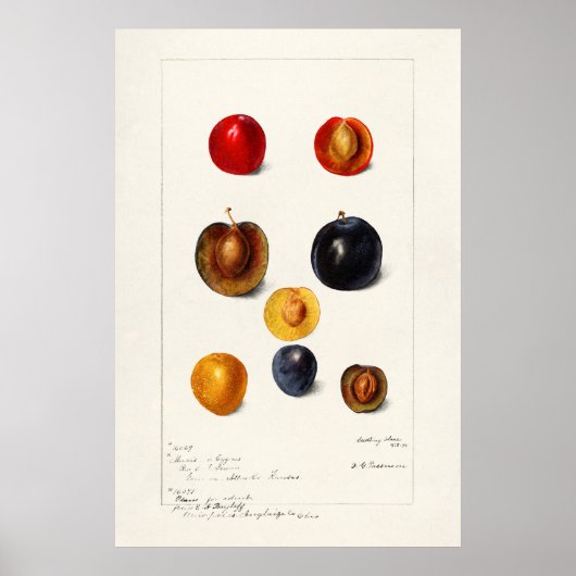 Antike botanische Illustration Poster (Vorne)