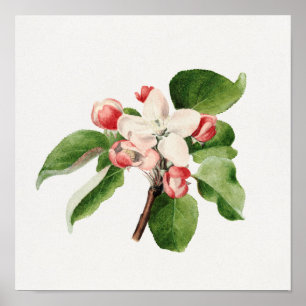 Antike botanische Illustration Poster