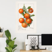 Antike botanische Illustration Poster (Heimbüro)