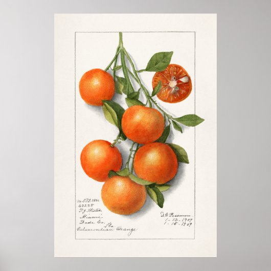 Antike botanische Illustration Poster (Vorne)