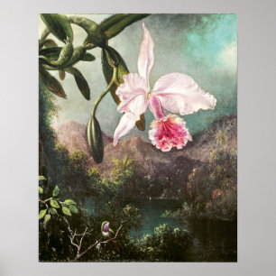 Antike botanische Illustration Poster