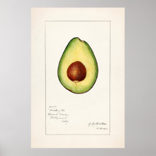 Antike botanische Illustration Poster