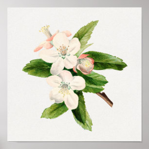 Antike botanische Illustration Poster