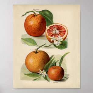 Antike botanische Illustration Poster