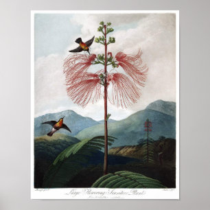 Antike botanische Illustration Poster