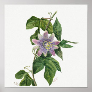 Antike botanische Illustration Poster