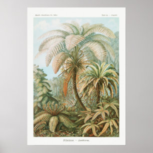 Antike botanische Illustration Poster