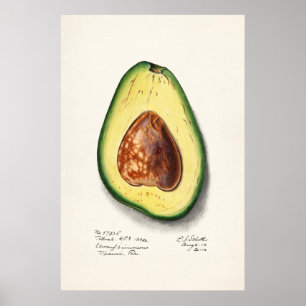 Antike botanische Illustration Poster