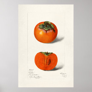 Antike botanische Illustration Poster