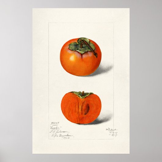 Antike botanische Illustration Poster (Vorne)