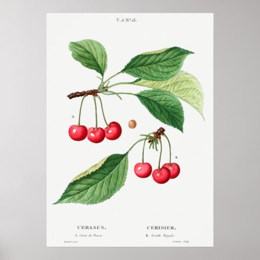 Antike botanische Illustration Poster (Vorne)