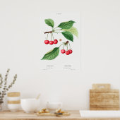 Antike botanische Illustration Poster (Küche)