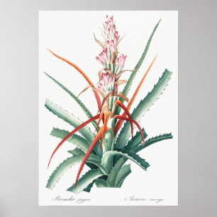 Antike botanische Illustration Poster