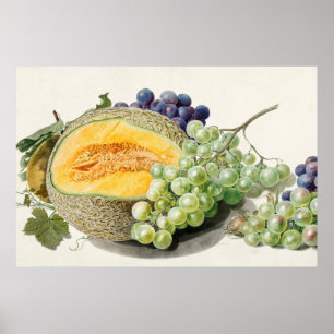 Antike botanische Illustration Poster