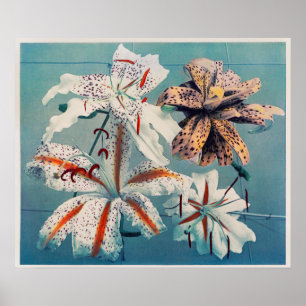 Antike botanische Illustration Poster