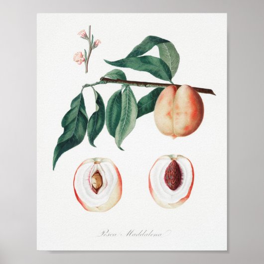 Antike botanische Illustration Poster (Vorne)
