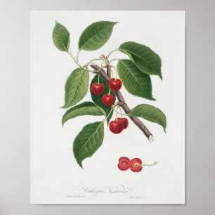 Antike botanische Illustration Poster