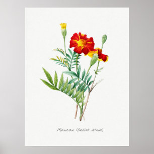 Antike botanische Illustration Poster