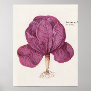 Antike botanische Illustration Poster