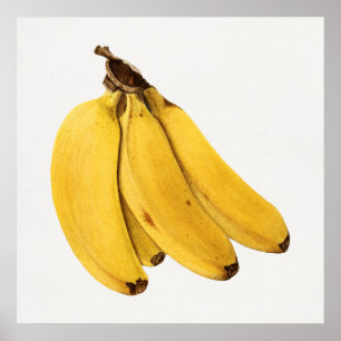 Antike botanische Illustration Poster
