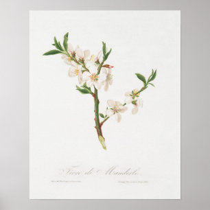 Antike botanische Illustration Poster