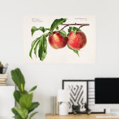 Antike botanische Illustration Poster (Heimbüro)