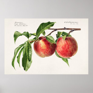 Antike botanische Illustration Poster