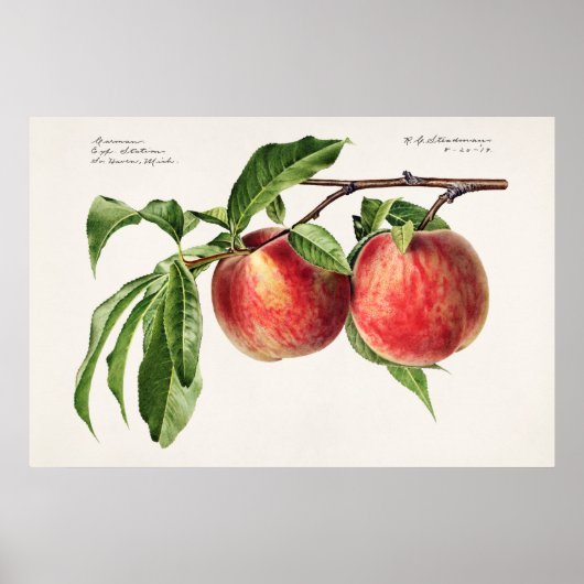 Antike botanische Illustration Poster (Vorne)