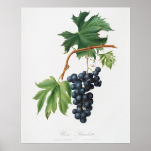 Antike botanische Illustration Poster