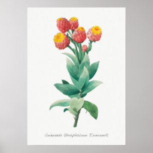 Antike botanische Illustration Poster