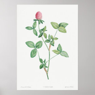 Antike botanische Illustration Poster