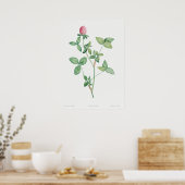 Antike botanische Illustration Poster (Küche)