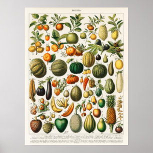 Antike botanische Illustration Poster