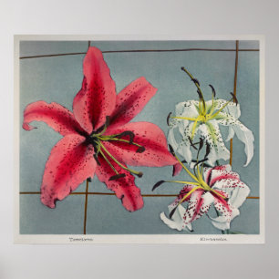 Antike botanische Illustration Poster