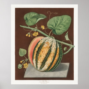 Antike botanische Illustration Poster