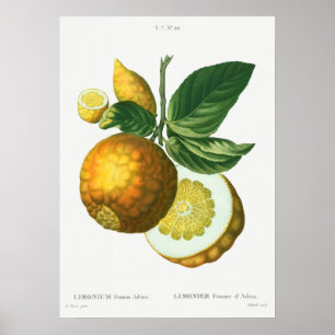 Antike botanische Illustration Poster