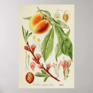 Antike botanische Illustration Poster
